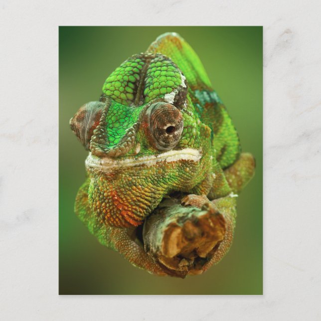 Carte Postale Photo de caméléon (Devant)