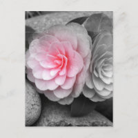 Photo de Camellias rose