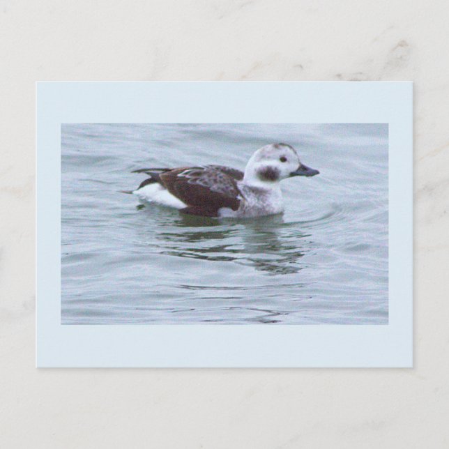 Carte postale photo de canard (Devant)