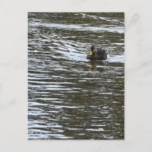Carte postale photo de canard