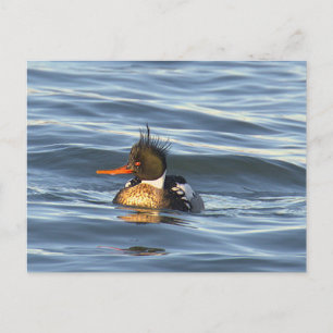 Carte postale photo de canard