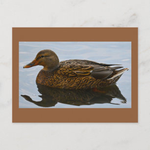 Carte postale photo de canard