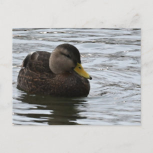 Carte postale photo de canard