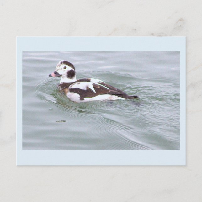 Carte postale photo de canard (Devant)