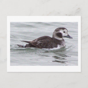 Carte postale photo de canard