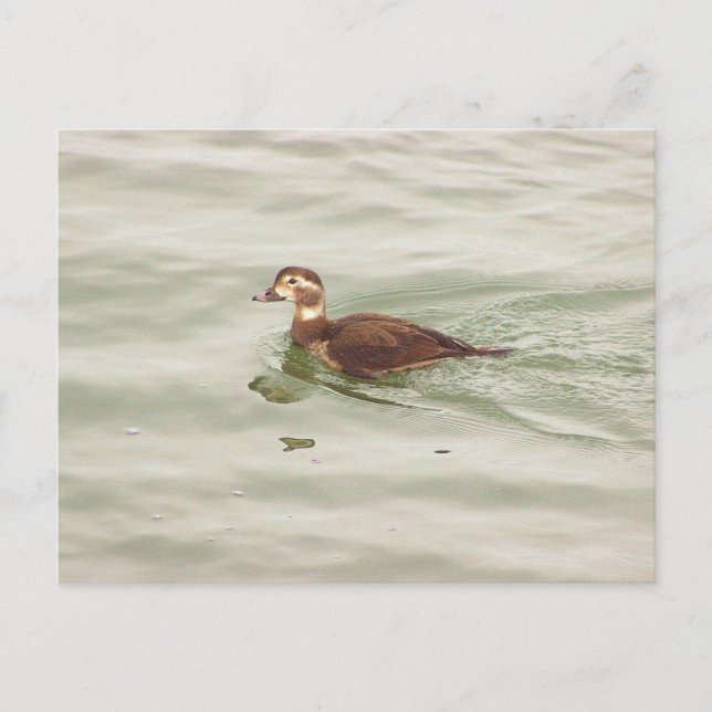 Carte postale photo de canard (Devant)