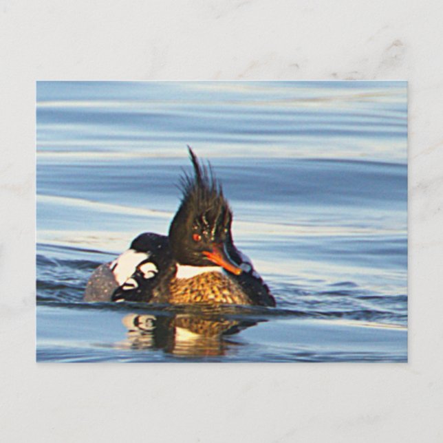 Carte postale photo de canard (Devant)