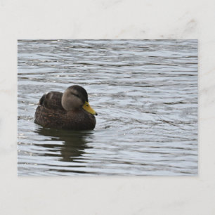 Carte postale photo de canard