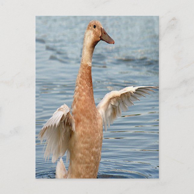 Carte Postale Photo de canard brun (Devant)