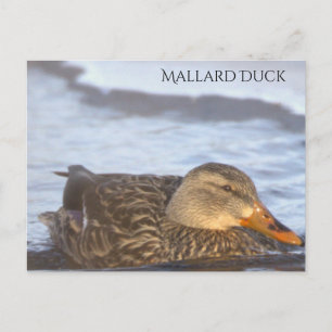 Carte postale photo de canard colvert