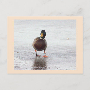 Carte postale photo de canard colvert