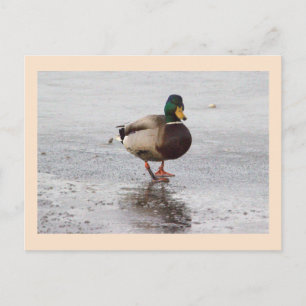 Carte postale photo de canard colvert