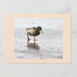Carte postale photo de canard colvert