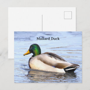 Carte postale photo de canard colvert