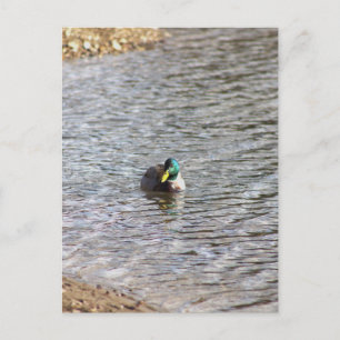 Carte postale photo de canard colvert