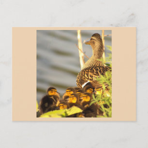 Carte postale photo de canard et canetons