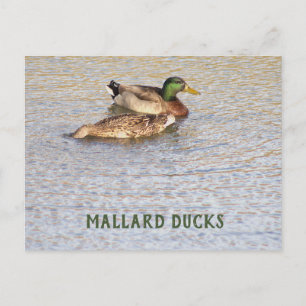 Carte postale photo de canards colverts