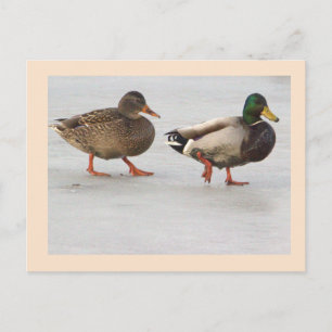 Carte postale photo de canards colverts