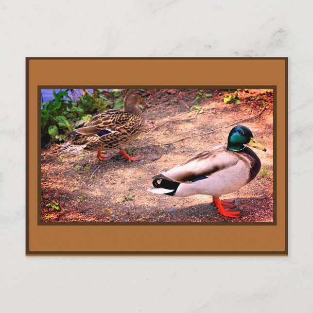 Carte Postale Photo de canards colverts (Devant)