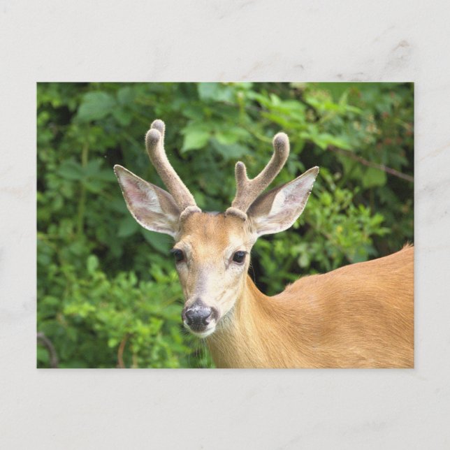 Carte postale photo de cerf (Devant)