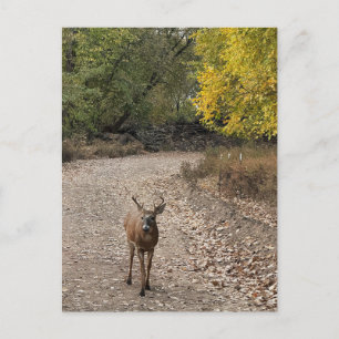 Carte postale photo de cerf