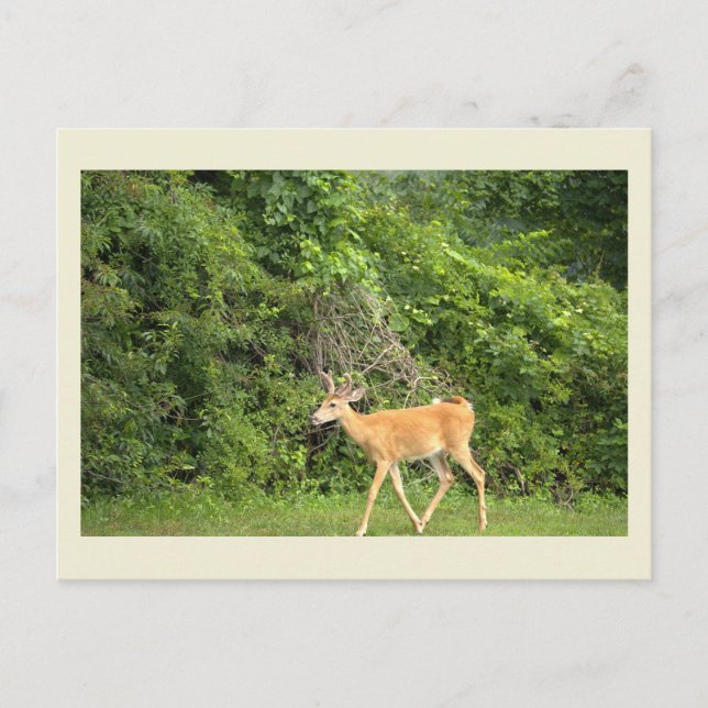 Carte postale photo de cerf (Devant)