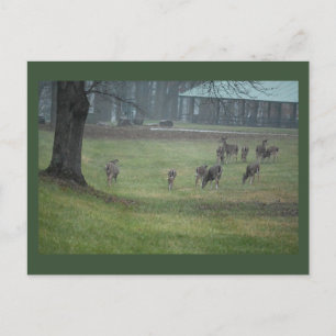 Carte postale photo de cerf