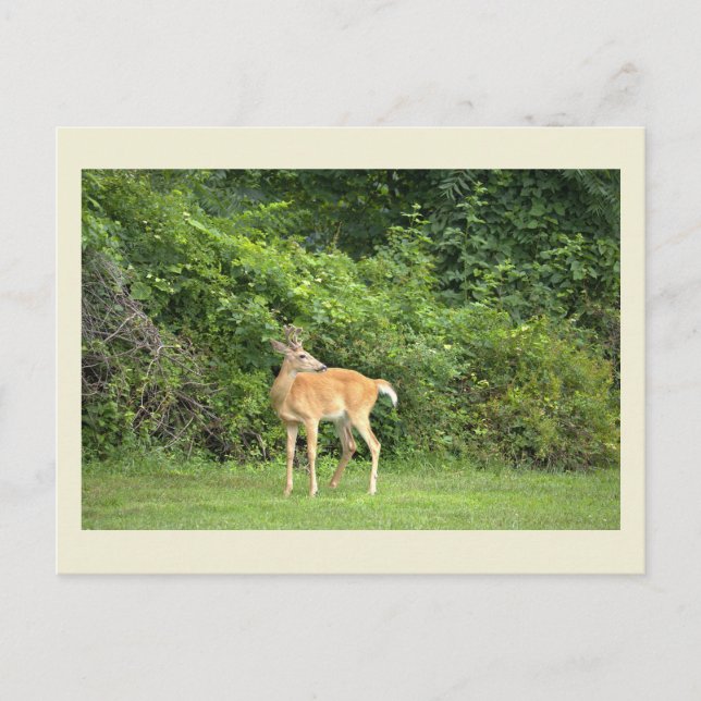 Carte postale photo de cerf (Devant)
