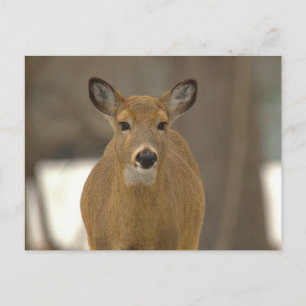 Carte postale photo de cerf