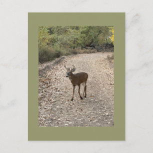 Carte postale photo de cerf