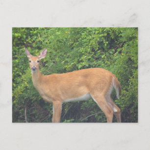 Carte postale photo de cerf