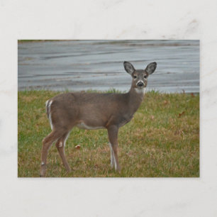 Carte postale photo de cerf