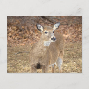 Carte postale photo de cerf
