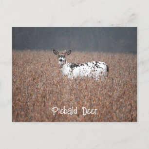 Carte postale photo de cerf piebalde