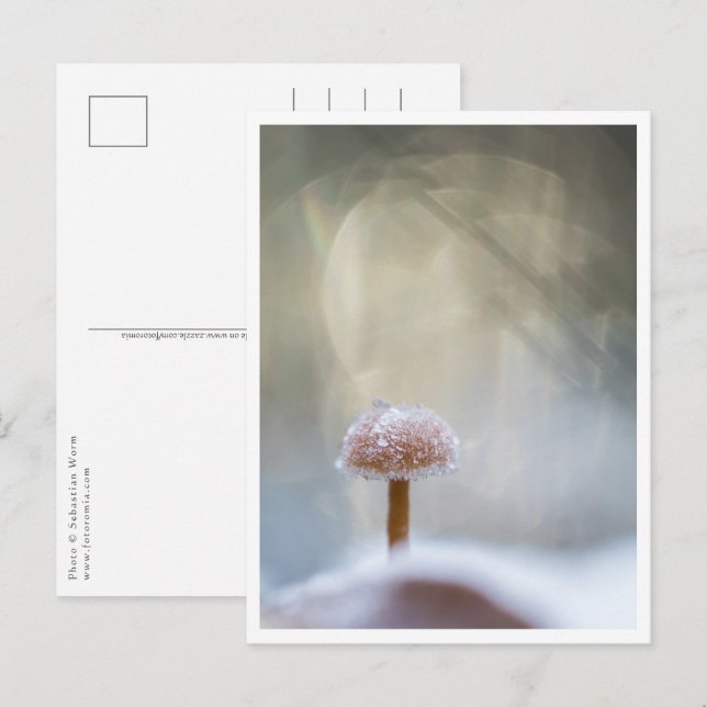 Carte Postale Photo de champignon dans la nature (Devant / Derrière)