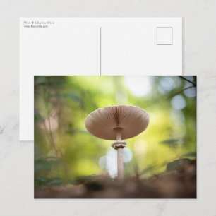 Carte Postale Photo de champignon naturel