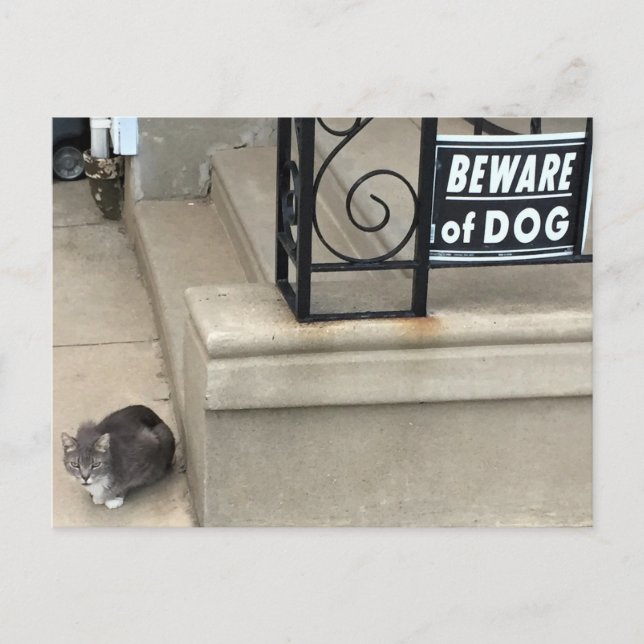 Carte Postale Photo de chat amusant (Devant)