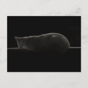 Carte Postale Photo de chat couché