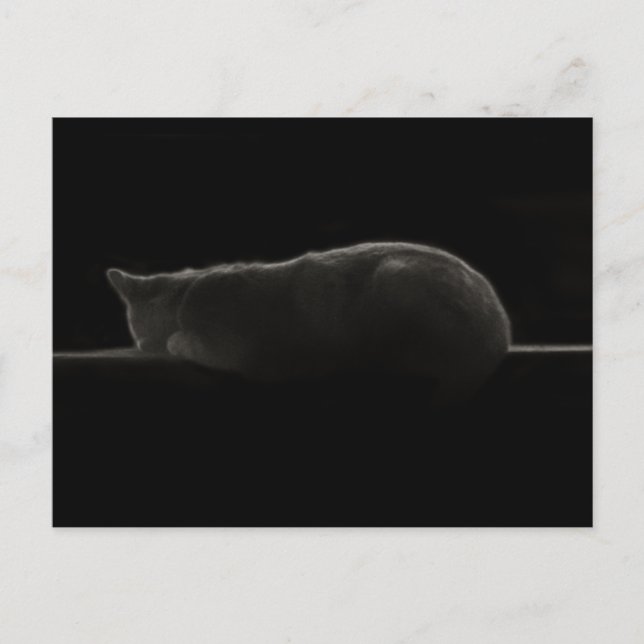 Carte Postale Photo de chat couché (Devant)