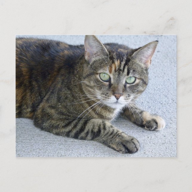 Carte Postale Photo de chat Cute Tabby (Devant)