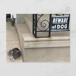 Carte Postale Photo de chat drôle