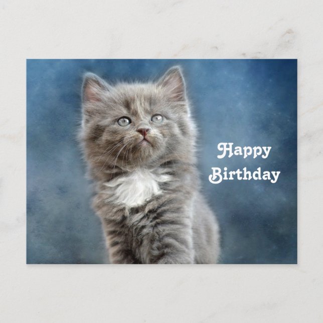 Carte Postale Photo de chaton gris et blanc mignon pour annivers (Devant)