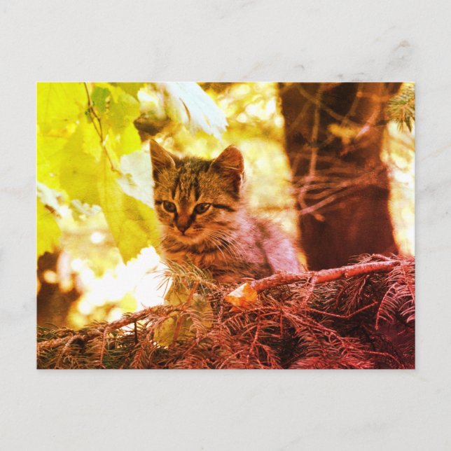 Carte postale photo de chaton mignon (Devant)