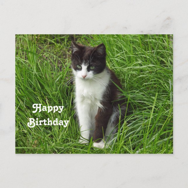 Carte Postale Photo de chaton noir et blanc pour anniversaire (Devant)