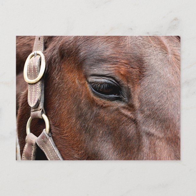 Carte Postale Photo de cheval (Devant)