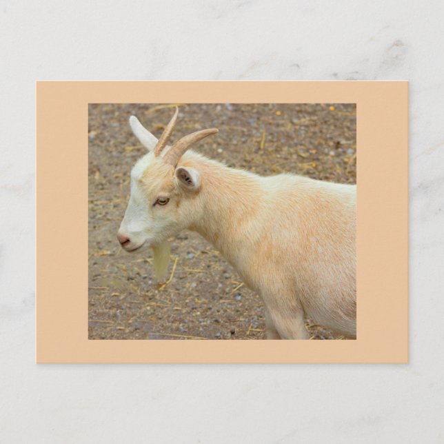 Carte postale photo de chèvre (Devant)