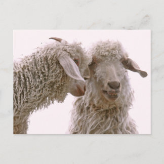 Carte Postale Photo de chèvres stupides