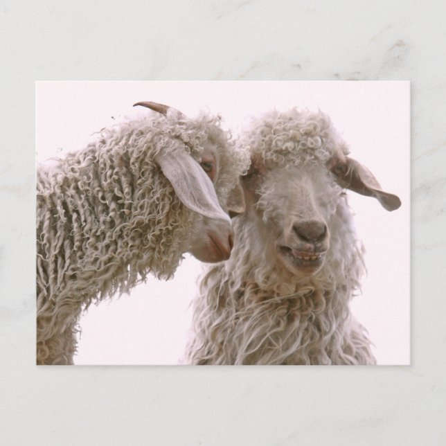 Carte Postale Photo de chèvres stupides (Devant)