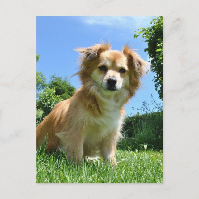 Carte Postale Photo de chiot mignon dans le jardin (Devant)