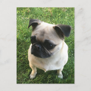 Carte Postale Photo de chiot pug